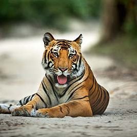 Corbett Cub Corbett Cub