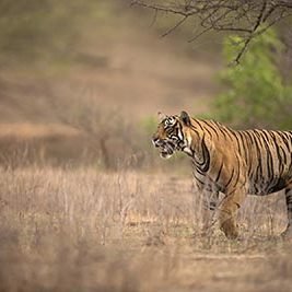 ranthambhore-3 Ranthambhore is one of the country’s oldest and largest Tiger reserves.With multiple lakes and a dry forest, Ranthambhore has one of the best Tiger sightings of all parks.