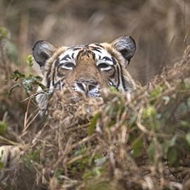 sariska-1 Sariska is the nearest Tiger reserve from the capital city of Delhi and recently has seen a spur in Tiger sightings