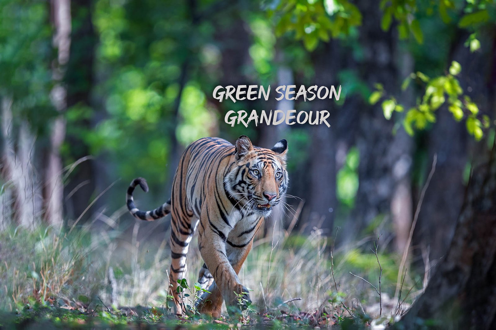 Bandhavgarh June