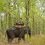 How to plan your first wildlife safari in India