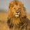Masai Mara National Reserve: General Information