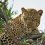 How to plan your first wildlife safari in Africa