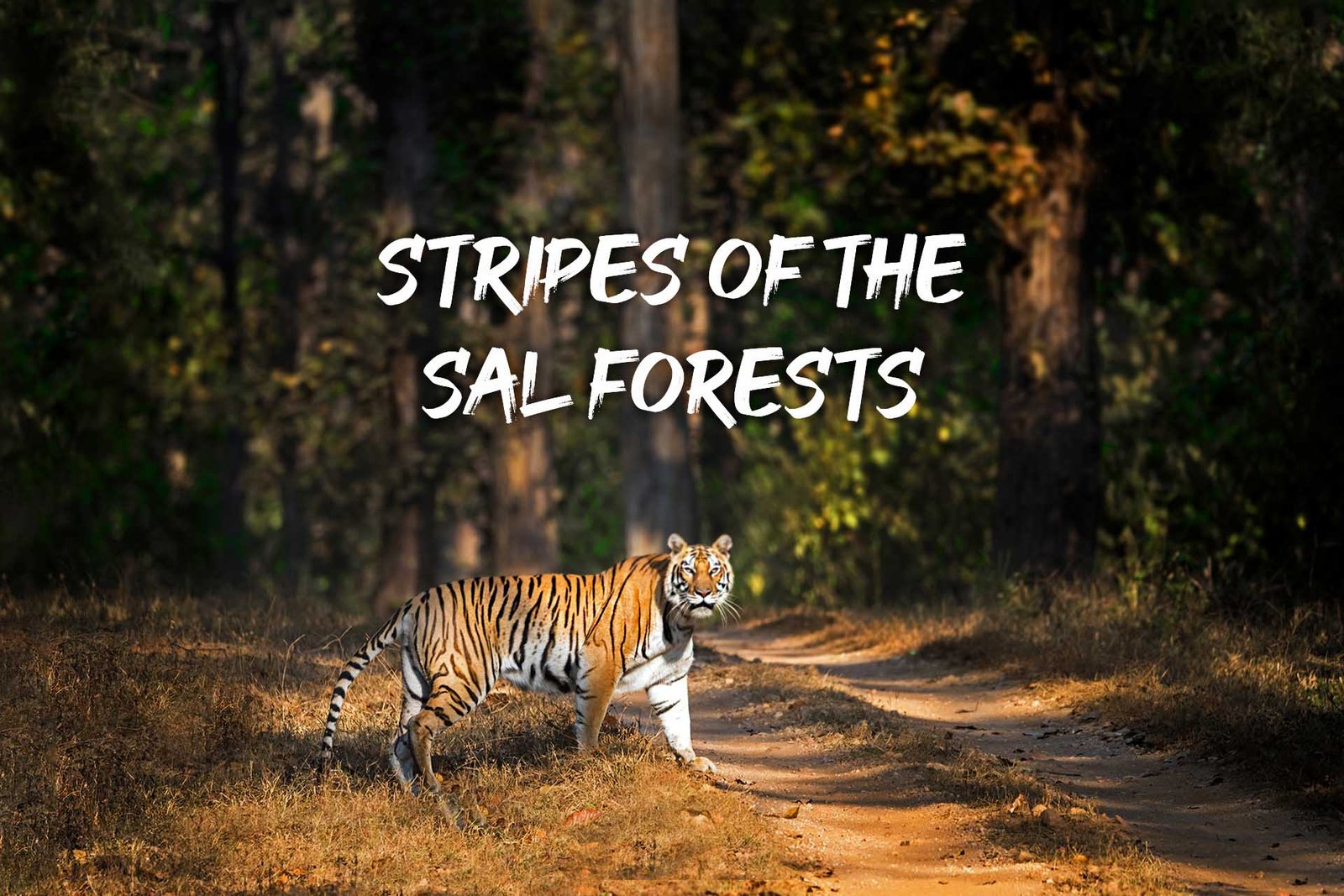 Kanha Summer