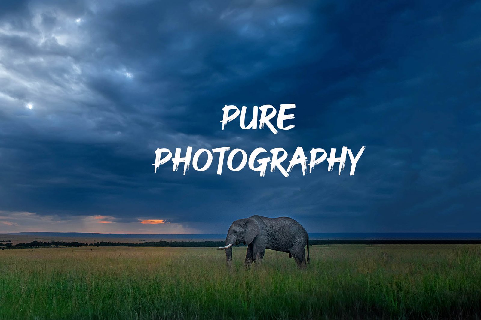 Masai Mara Elephant