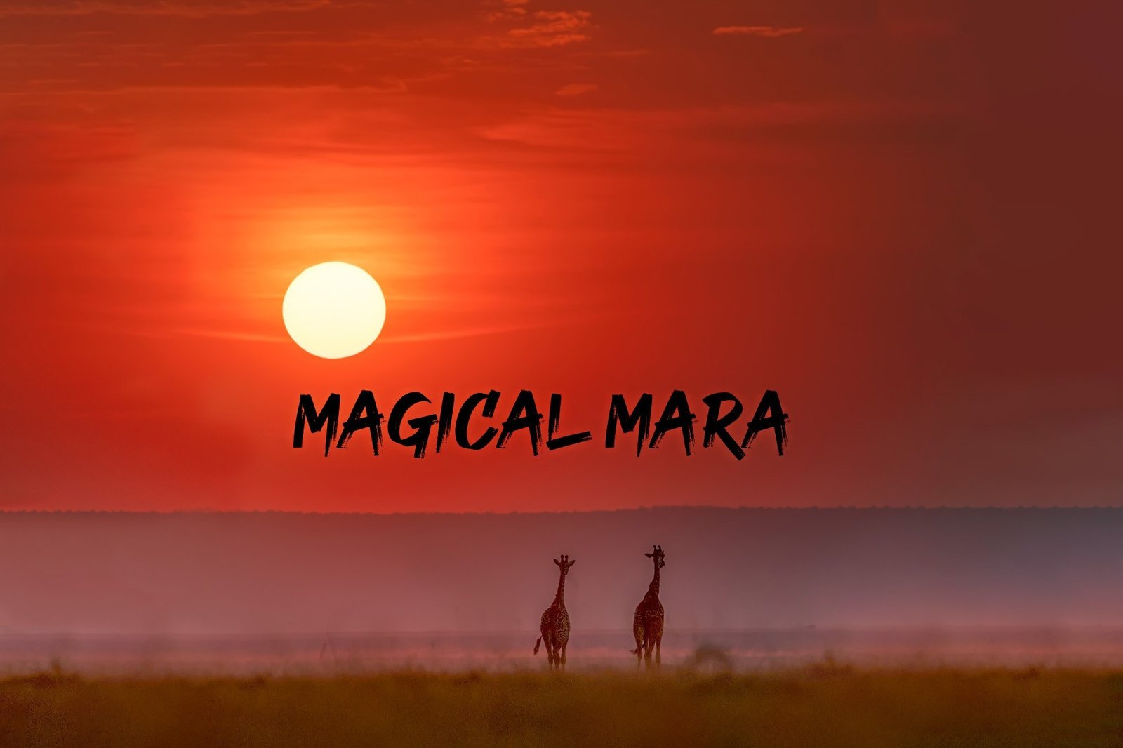 Masai Mara Giraffes