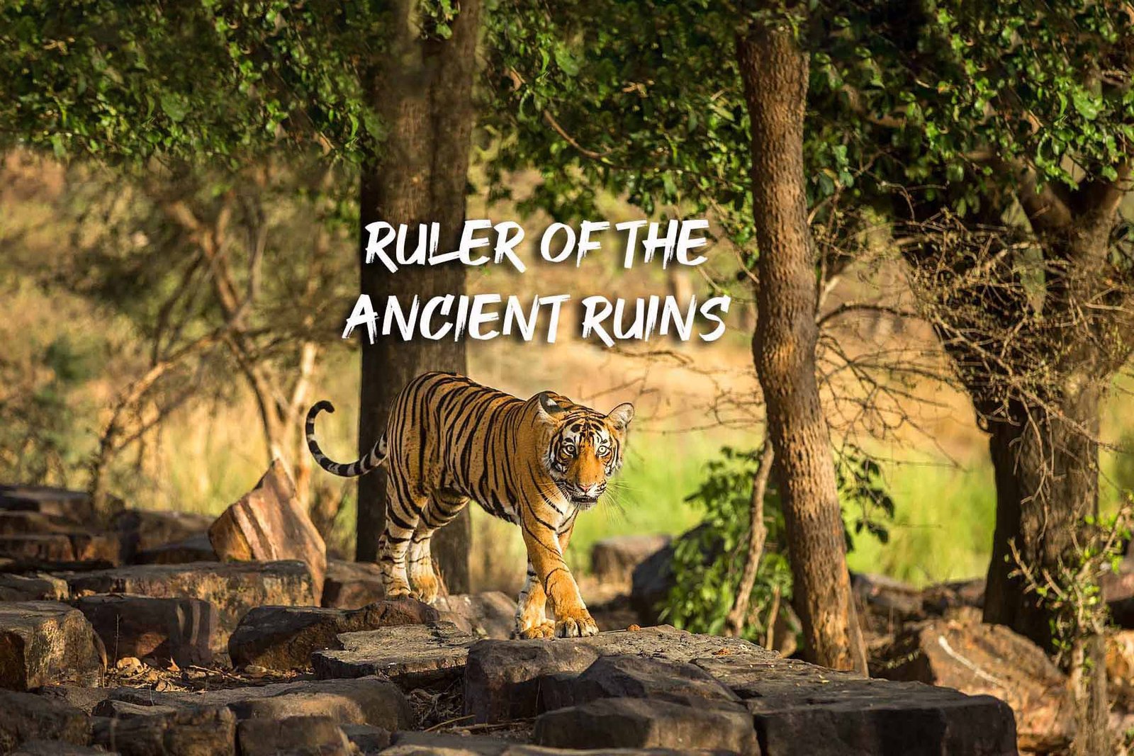 Ranthambore Cub