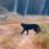 The enigmatic Black Panther of Tadoba